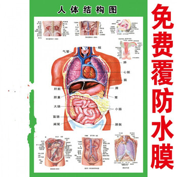 人体内脏解剖系统示意图医学宣传挂图人体器官心脏结构图医院海报d 24