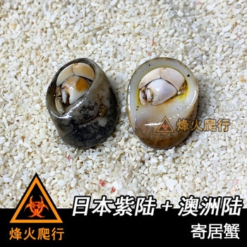 苗武云宠物陆寄居蟹草莓灰白短腕深紫陆凹足陆生蟹淡水宠物淡紫西伯