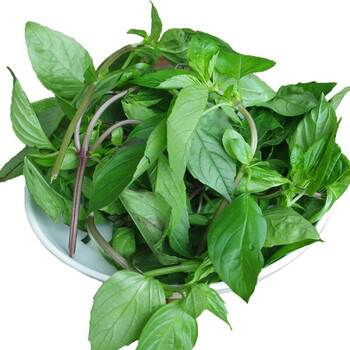 新鲜九层塔 金不换 冬阴功食材香料菜三杯鸡九层塔 250克