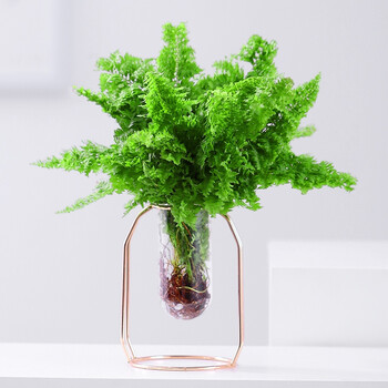 棉花糖蕾丝肾蕨扇叶铁线蕨办公室花卉盆栽喜阴蕨类植物绿植室内棉花糖