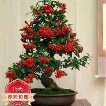 意轩火棘苗 火棘树苗火棘沙棘盆景盆栽树桩观果植物阳 4年苗(当年结果带土球发)