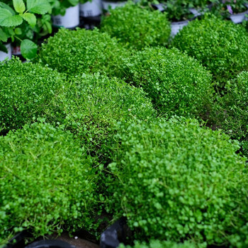 逸棵 科西嘉薄荷花苗 观叶植物不可食用 盆栽阳台庭院四季种 绿植桌面