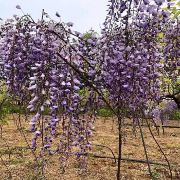 樹苗爬藤花樹苗盆栽地栽四季開花攀援圍牆綠植花卉植物 長花紅玉藤 6