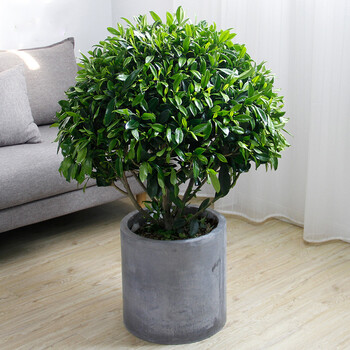 大型灰莉吸甲醛盆景可过冬季 球径60cm 不含盆