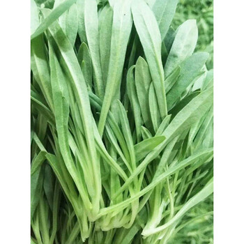 鲜级佳面条菜新鲜羊蹄颗农家自种时令蔬菜山东特产柳叶菜 1000g