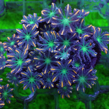 珊瑚活体活物大手星花绿芯金边大手心花珊瑚海水缸养殖家养办公室水族