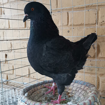鸽子活体物一对特大体元宝鸽成年种鸽下蛋青年摩登肉鸽落地王鸽粮 黑