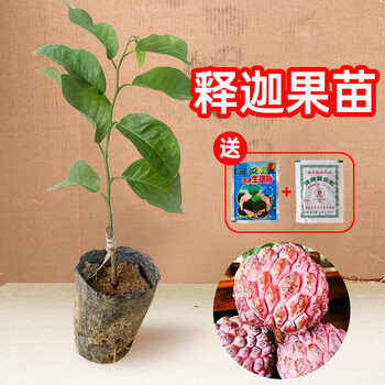 芥圃 新品种 榴莲释迦苗 红皮释迦果苗 释迦嫁接苗 佛陀果苗 南方种植