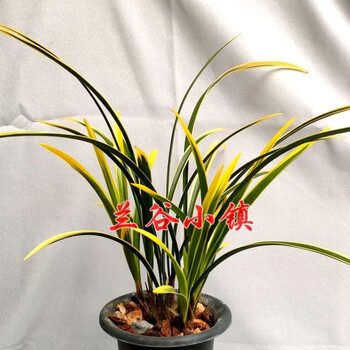 黄金万两兰花苗建兰大金边浓香鲜花卉盆栽室内绿植物好养阳台室内 5苗