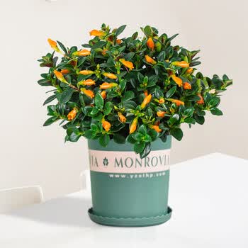 花卉盆栽观花观叶植物室内花绿植花盆四季常绿好养易活室内盆景小盆景