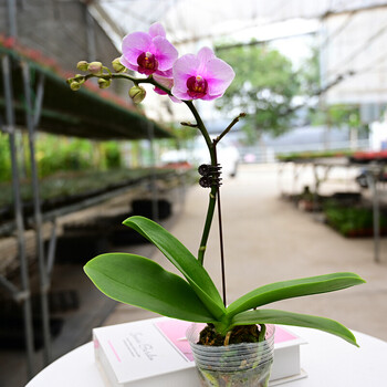 蝴蝶兰带花苞四季开花好养活室内客厅办公室花卉绿植花苗兰花盆栽礼品