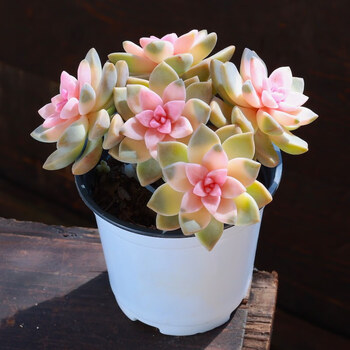 粉色紫雾多肉植物老桩绿植花卉组合盆栽阳台室内罕见稀有品种肉肉