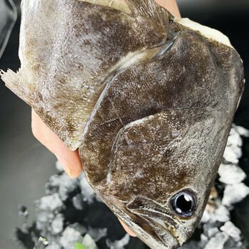 鲽鱼头新鲜特大碟鱼头比目鱼鸦片鱼头冷冻偏口鱼深海超大鱼头水产78
