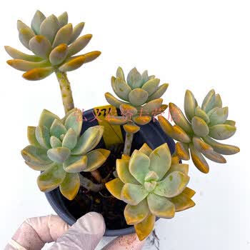淡雪胧月科属多肉植物老桩群生大株向阳派园艺371号幽灵公主12cm盆散群两年桩裸根不带土 图片价格品牌报价 京东
