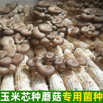 玉米芯棒種植蘑菇菌種栽培家庭養殖食用平菇猴頭接種diy三級基地 紅