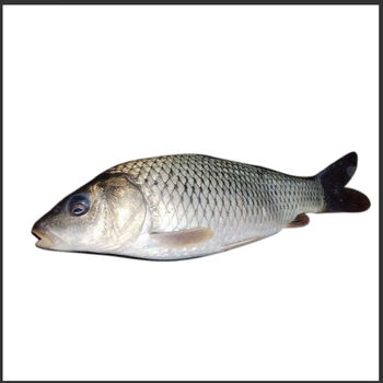 农家现捉现杀新鲜稻田鱼贵州特产稻花鱼本地田鱼鲤