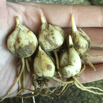 百合种球大球百合带芽种球苗现挖新鲜多头甜百合花卉种子百合种球10个