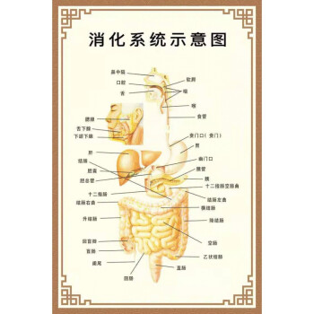 人體內臟解剖示意圖全身器官分佈圖醫院心臟解剖掛圖醫學海報消化示意