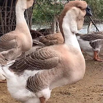 活体灰色白狮头鹅批发【【11月22日发完】新品 灰狮头鹅王(可长50斤)