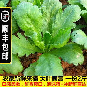 茗果愛農家新鮮茼蒿菜當季時令蔬菜大葉茼蒿蒿子杆現掐 順豐 1500g