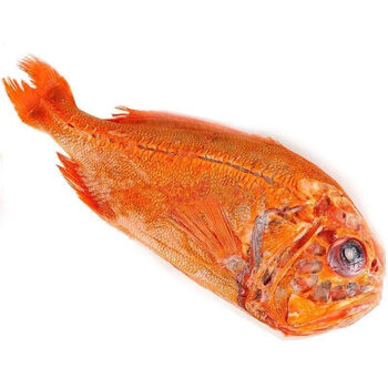 新西兰长寿鱼1.4-3.