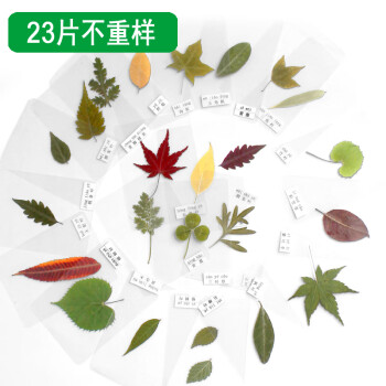 幹葉子乾花材料包綠色真樹葉標本植物23種樹葉塑封卡片帶拼音名字樹葉