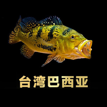 鱼配鱼巴西亚大型热带观赏鱼 短身黄金巴西亚25-26厘米【图片 价格