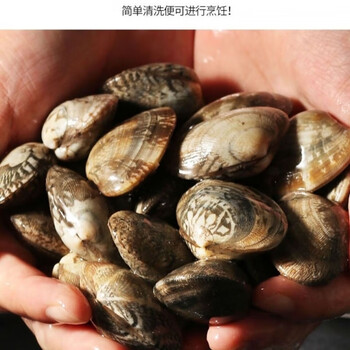 橙臻鲜顺丰连云港海鲜新鲜花甲鲜活花蛤蜊花蚬子杂色蛤花蛤肉 贝类