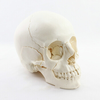 医学可拆分卸15部件1:2人体彩色头骨模型头颅骷髅头教学 1:1可拆22件