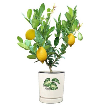 高杆柠檬树尤力克柠檬树香水柠檬树带花带果香水柠檬3年苗