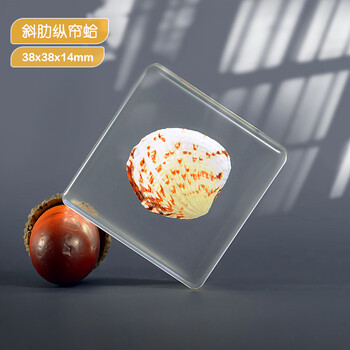 独角仙标本巨型独角仙天然昆虫琥珀树脂海洋透明标本斜肋纵帘蛤其他正