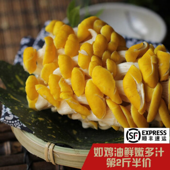 山野云涧云南新鲜鸡油黄菌0.5-1kg 榆黄蘑黄丝菌鸡油蘑鸡蛋黄菌火锅涮菜 500克