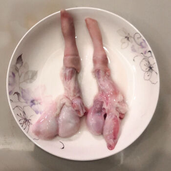 正宗  新鲜狗鞭 狗鞭干货狗鞭粉 黄狗鞭干 泡酒煲汤 黑狗鞭干30g/ 鲜