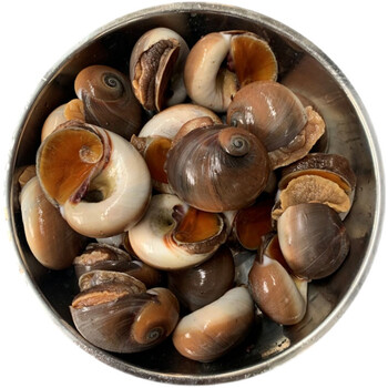 鲜活猫眼螺海鲜鲜活猫眼螺香螺沙螺玉螺大香螺翡翠螺顺