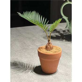 鱼骨双子铁小铁树办公桌面长叶苏铁 ins盆栽铁树盆景射水培植物 小