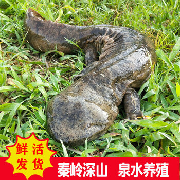 娃娃鱼鲜活人工养殖食用大鲵活体多规格淡水鱼类生鲜华奥薇斯12斤一条