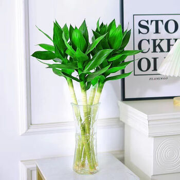 山头林村文昌竹4支带根好养观音竹荷花竹富贵竹水培植物办公室内水养