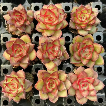 多肉植物 汤圆 5颗两公分左右 洋酒红色 万宝龙3cm5颗 不含盆