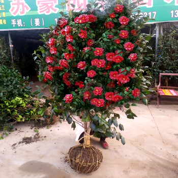 四季常青山茶花树苗室内室外耐寒花卉植物大型盆栽耐冻绿植香妃茶耐冬茶花1公分粗50厘米高不含盆 图片价格品牌报价 京东
