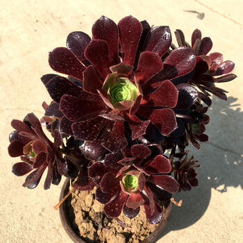 黑法师多肉植物大颗多头特价清仓法师多肉老桩部分偏绿梅花珀迪68头高