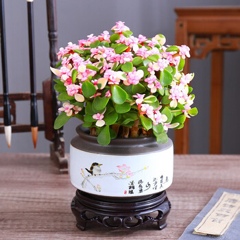 【避光少水】金枝玉叶盆栽老桩造型植物室内花卉雅乐之舞稀有品种肉肉