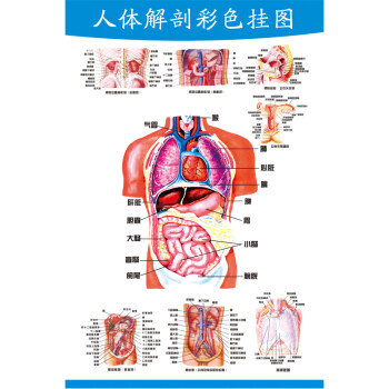 人体解剖图 结构示意图人体内脏器官骨骼肌肉构造挂图全身解刨图片