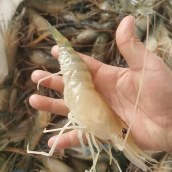 【淡水虾王】罗氏沼虾大青虾泰国大青虾马拉西亚大虾罗氏虾淡水虾广纳