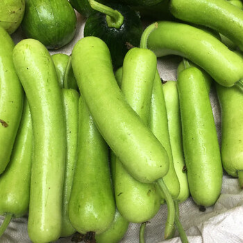 新鲜瓠子瓜安徽六安霍山农家自种户子 现摘嫩葫芦瓜时令新鲜蔬菜 500g