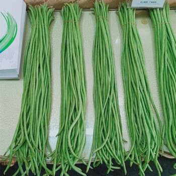 春秋绿豇豆种子早熟高产紫红豆角种子阳台蔬菜种孑苗无架地豆种籽