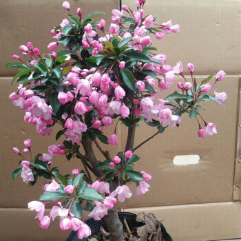 【品質保證】垂絲海棠植物室內好養植物老樁花卉樹苗盆栽海棠盆景花卉