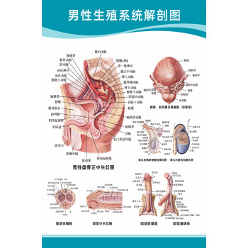 醫院科室頭部腦神經系統人體解剖結構示意圖大腦血液循環醫學掛圖