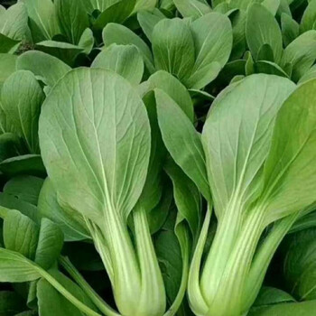 农家自种新鲜上海青油菜,小白菜青菜 店长4斤装