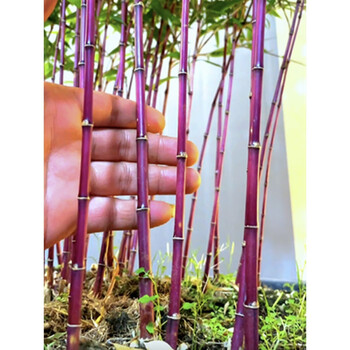 红寒竹5杆40-80cm带基地盆 带盆栽好【图片 价格 品牌 报价】-京东