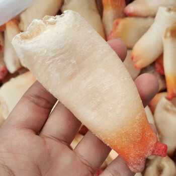 海鲜象拔蚌鲜活冷冻象鼻蚌冷冻去壳500g/袋象拔蚌刺身水产象牙蚌 惟